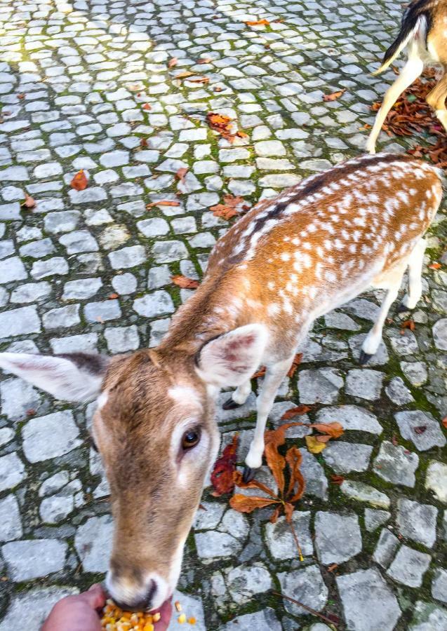 Quinta Da Mafalda Mira  Esterno foto